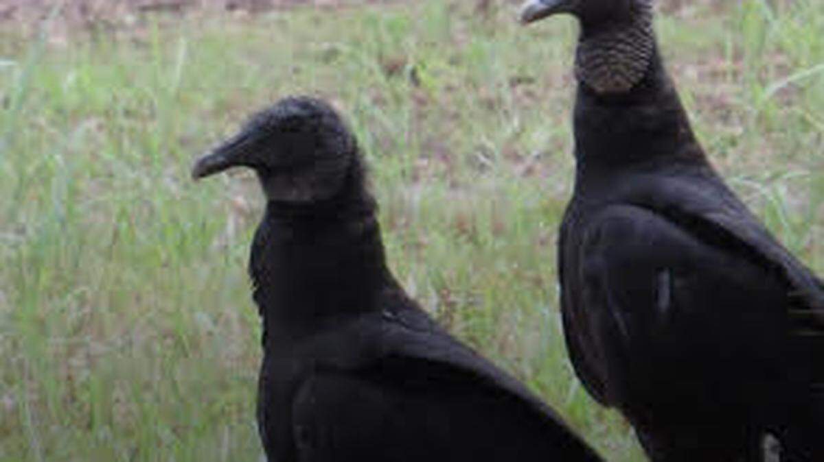 The Florida Fish and Wildlife Conservation Commission said Tuesday, Feb. 22, 2022, that federal scientists have confirmed Highly Pathogenic Avian Influenza in several state wildbird species, including the black vulture.