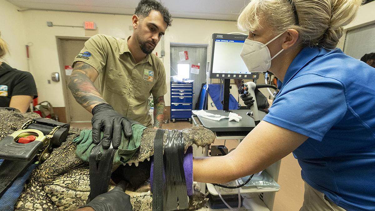 Staffers reach into the jaws of a sedated Cuban crocodile during a procedure at Zoo Miami on Jan. 24, 2023. Patrons told staffers a plastic bottle had fallen into the two crocodiles’ habitat. When the bottle could not be found zoo officials determined a procedure was necessary to look into their stomachs.
