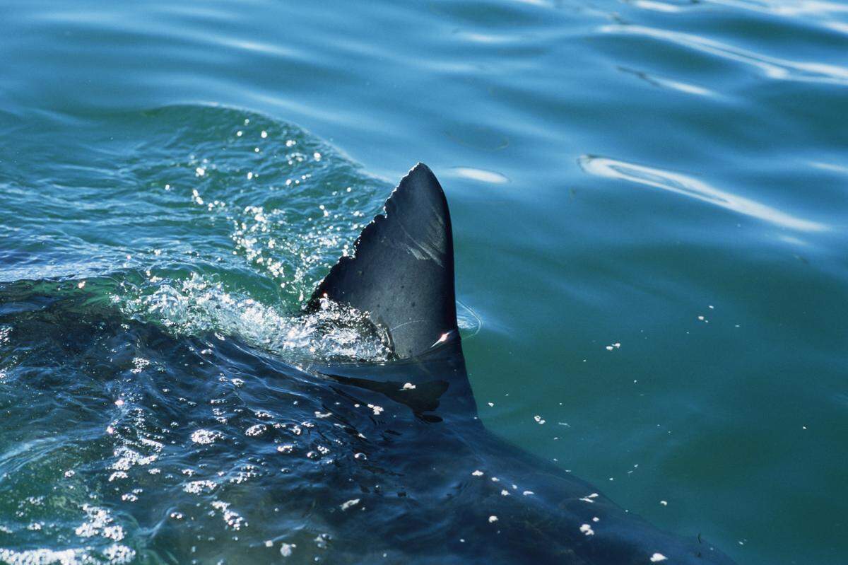 OCEARCH is an ocean research nonprofit that tracks hundreds of marine animals.