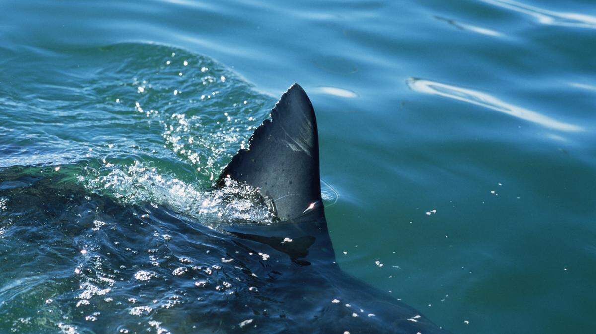 A 14-year-old from Missouri was standing in knee-deep water when he was bitten by a shark, Florida officials said.