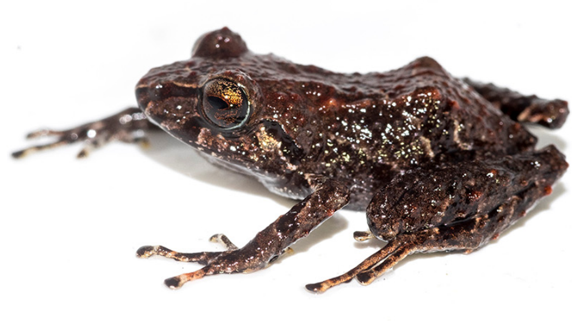 Photo from Venegas, García-Ayachi, Marchelie, Ormeño and Catenazzi (2023)