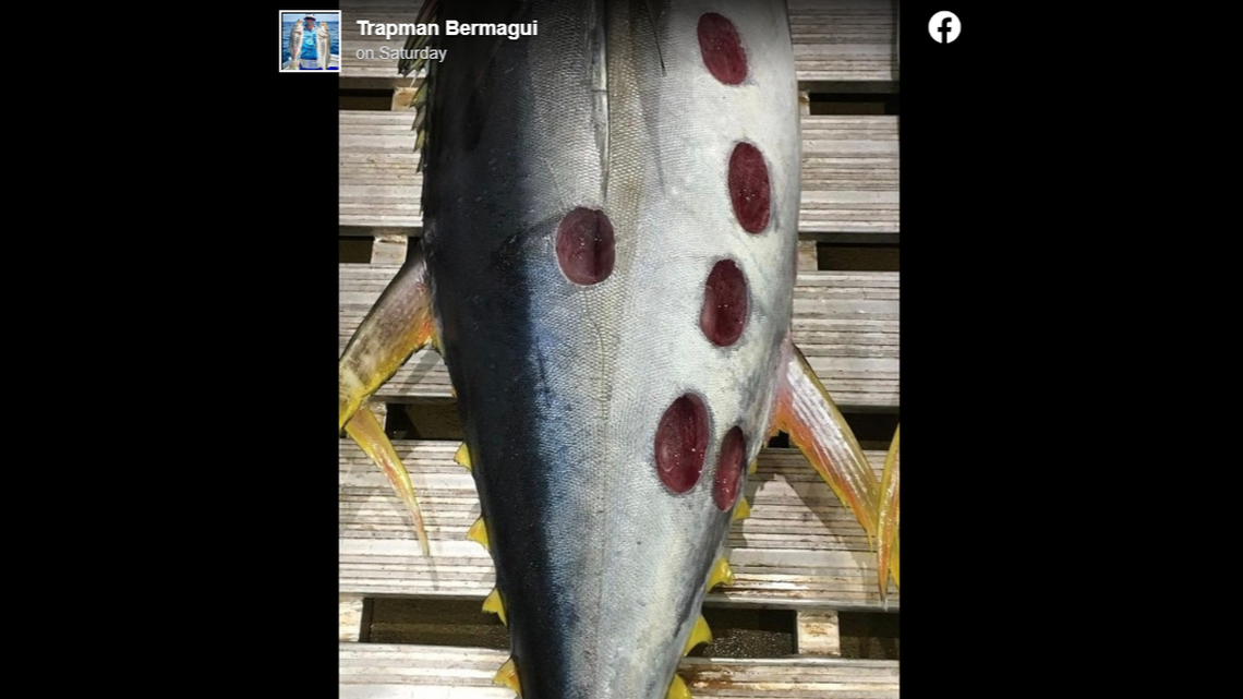 A professional angler is giving people the creeps on social media, after he noted a tuna was caught with some extremely strange wounds on it.