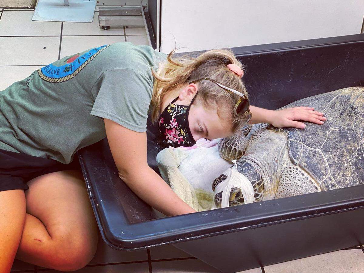 A rehabilitation specialist at the Turtle Hospital cares for Bubble Butt, an adult male green sea turtle, as he awakes from anesthesia.