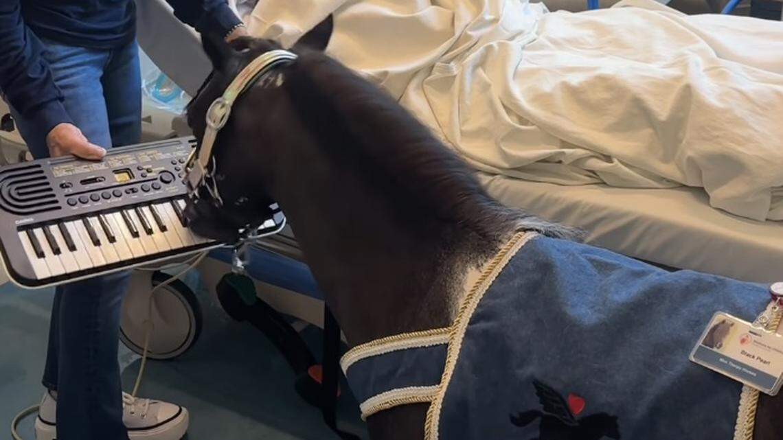 Viral Mini Therapy Horse Plays Piano to Comfort Kids in Southern California Hospitals