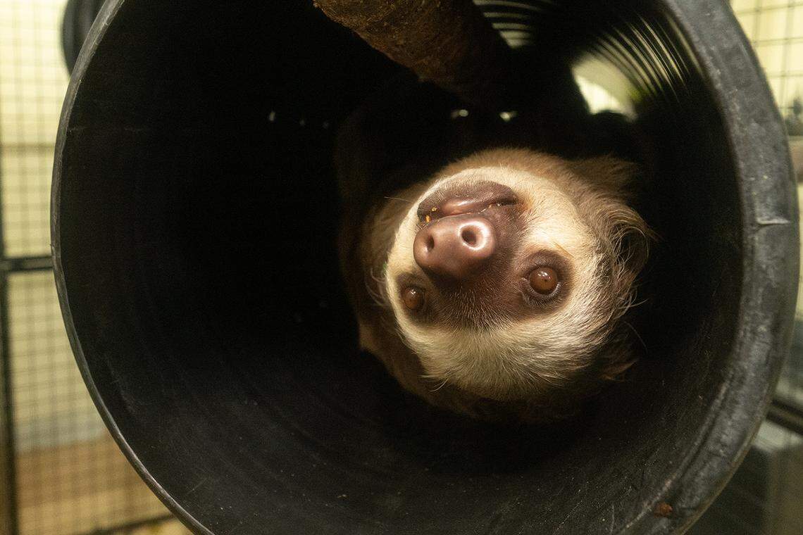 Pete the sloth peaks out from his heated enclosure at Zoo Miami on Friday, Jan. 30, 2026. Zookeepers at the Miami-Dade attraction spent part of the day protecting some of its vulnerable animals from the coming drops of temperatures into the 30s on Sunday and Monday.