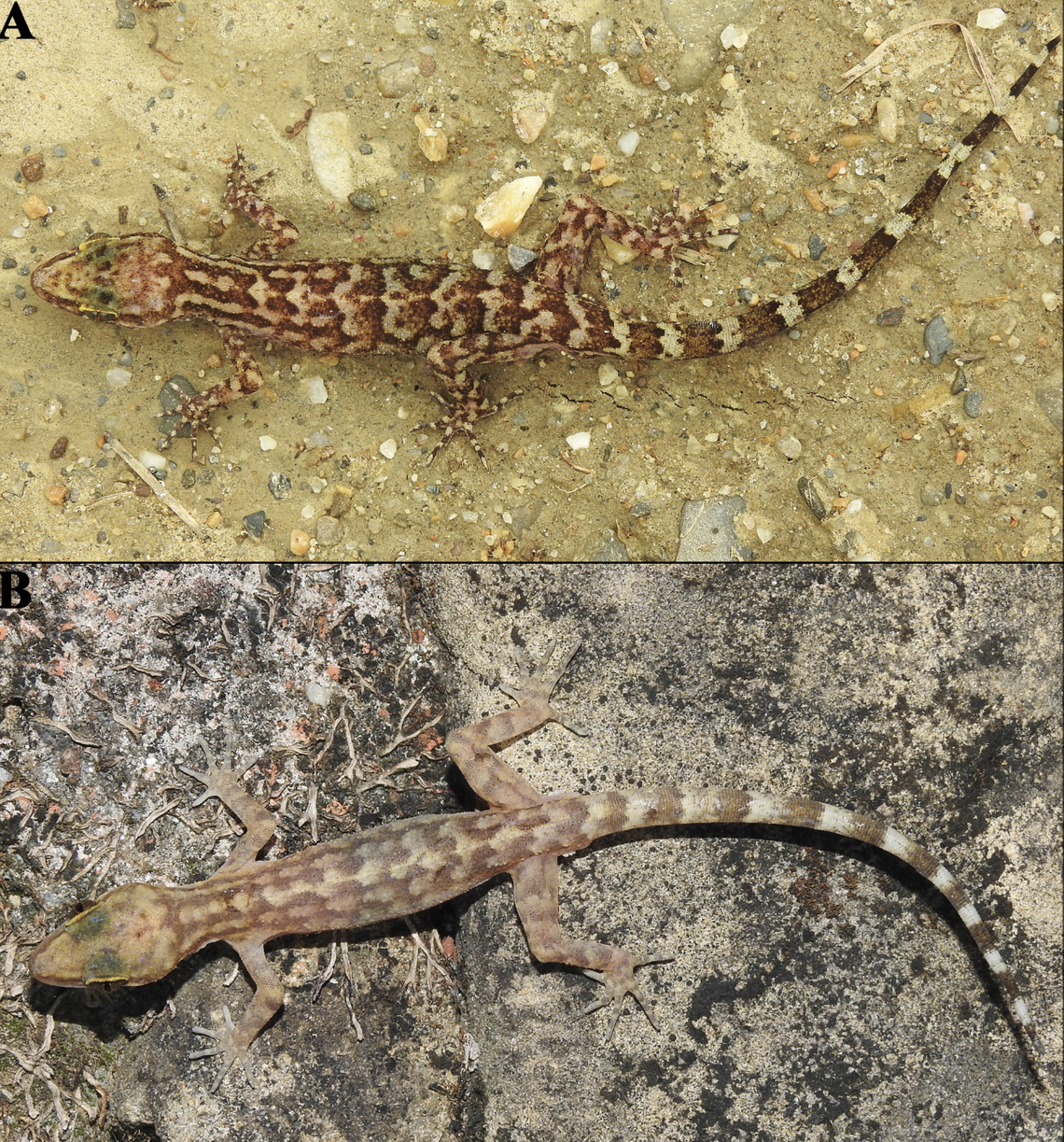 Cyrtodactylus chure, or the Chure bent-toed gecko.