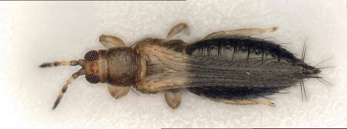 Close-up of the microscopic menace, the short-spined thrip