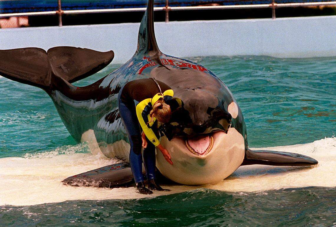 Marcia Hinton, Lolita’s trainer in 1995, pets the orca during a performance at the Miami Seaquarium.