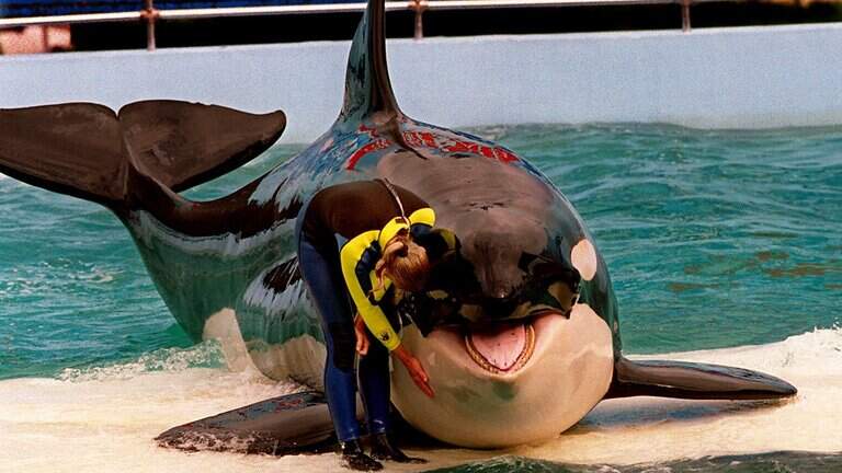 Lolita the killer whale is remembered by her favorite humans. ‘She’s swimming free’
