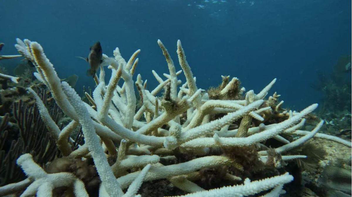 Staghorn coral populations in the Florida Keys are on the brink of extinction due to a severe bleaching event that began this summer and is wiping out coastal reefs.