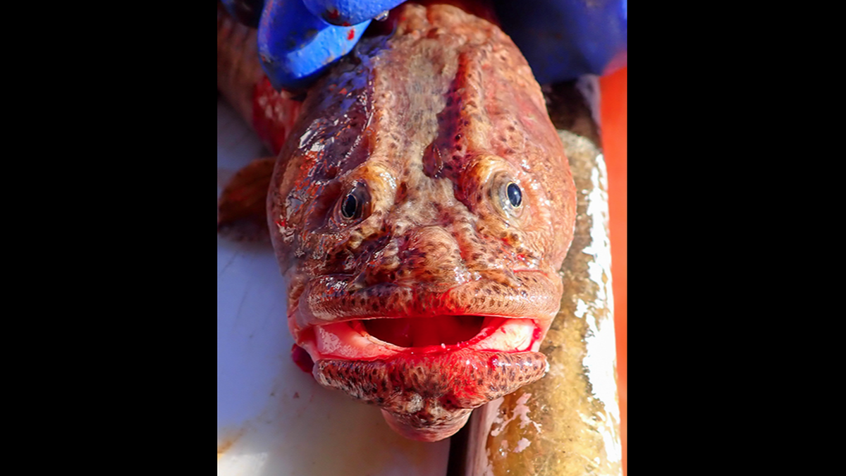 This is one of the 28 wrymouths that NOAA Fisheries researchers caught in a Gulf of Maine Bottom Loneline survey. The mile-long line was baited with squid on hooks.