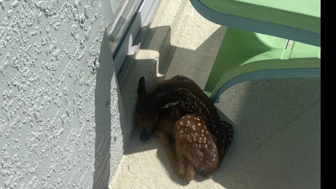 A few Florida deputies took some time off from crime-fighting to help out an adorable animal in need. 

