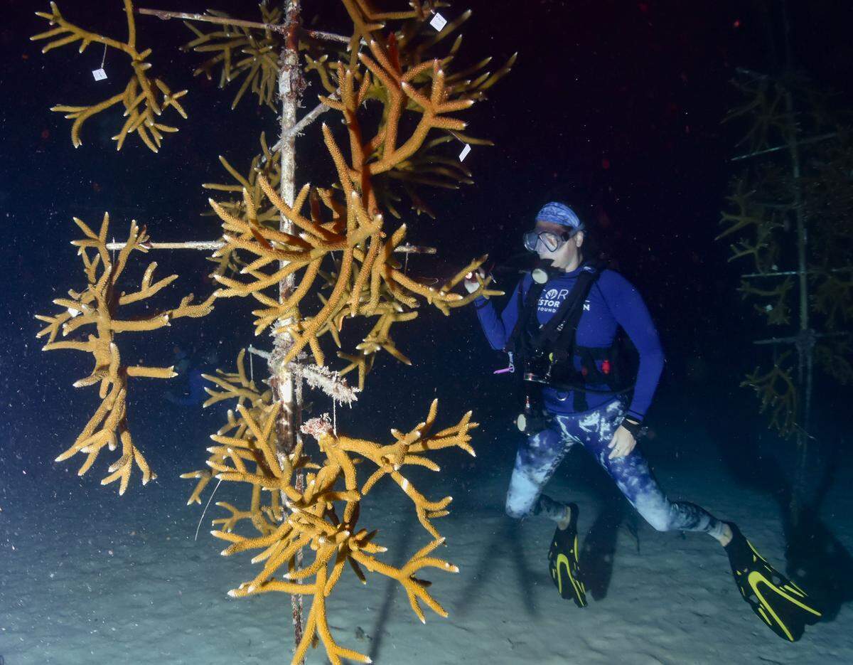 Roxane Boonstra, Learning Ecosystems Administrator, monitors a stag horn coral tree to look for spawning during the yearly coral spawning event on Tuesday, Aug. 12, 2025, at Spawning Alley, a nursery run by the Coral Restoration Foundation off of Key Largo, Fla.