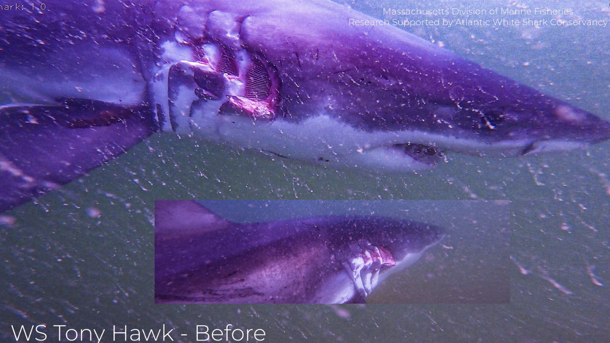 This photo shows the deep wounds on the shark, which are believed to have been caused when it was struck by a boat.