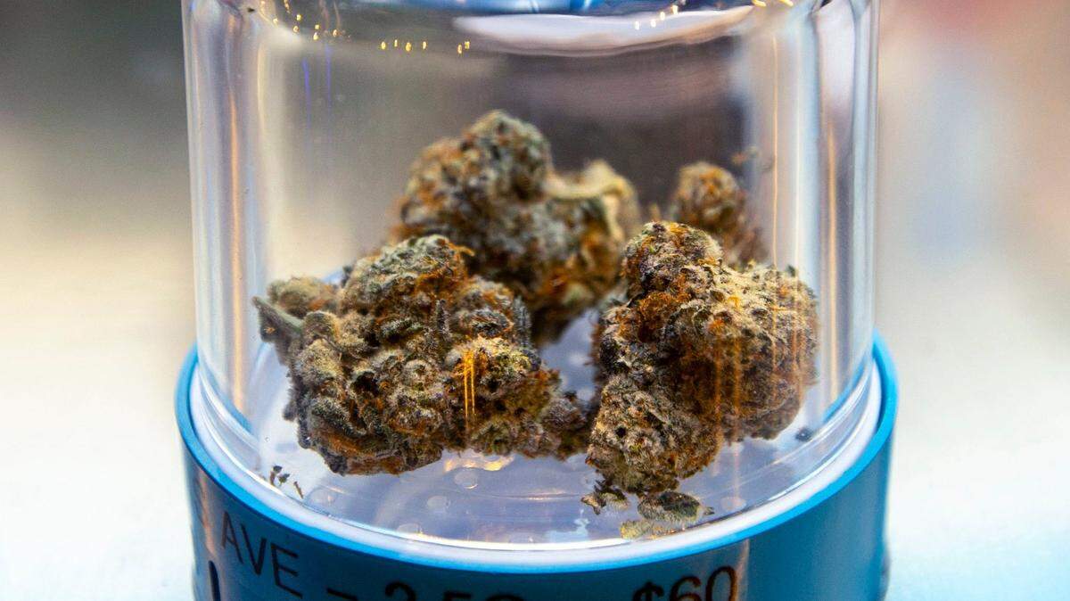 Una octava variedad de marihuana de interior ‘Collins Ave’ con un precio de $60 en una cápsula de exhibición durante la gran inauguración de Cookies Miami, el primer dispensario de marihuana propiedad de minorías de Florida. Una enmienda constitucional abriría el mercado estatal de marihuana medicinal a todos los adultos mayores de 21 años.