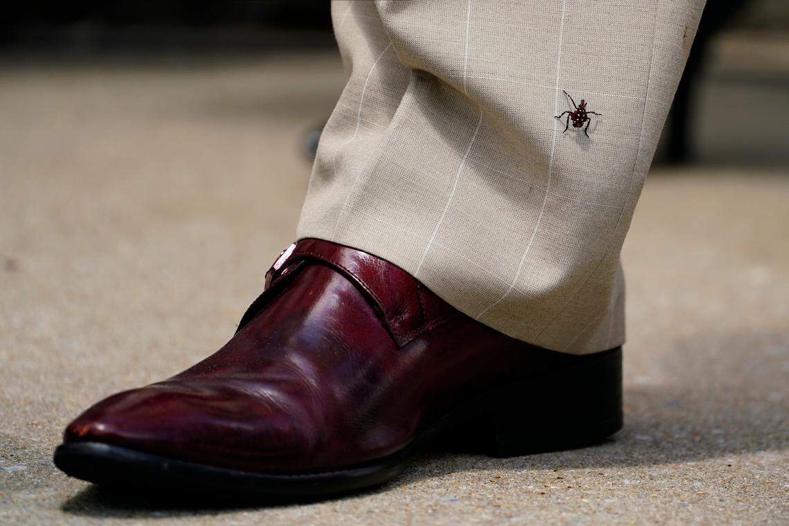 A spotted lanternfly nymph climbs the leg of Pennsylvania state Sen. Vincent Hughes during a rally to raise the state minimum wage at Sharon Baptist Church, Friday, July 9, 2021, in Philadelphia.