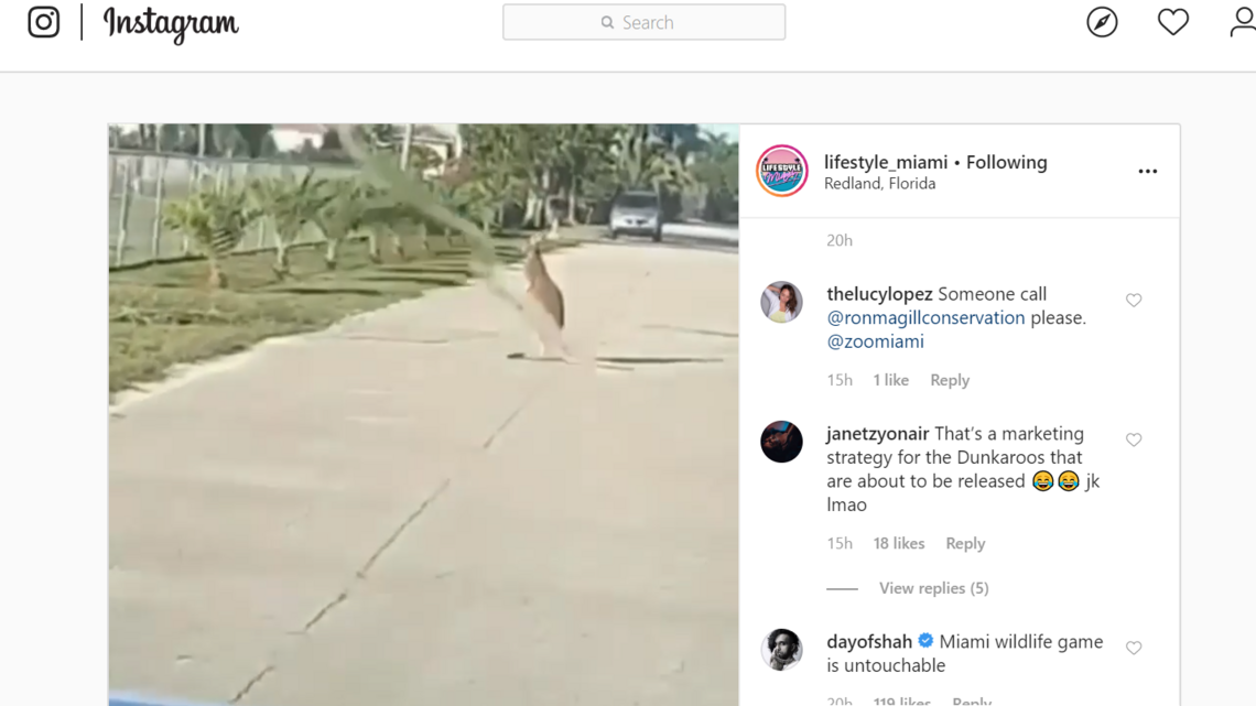‘How is this even possible?’ A kangaroo was just spotted hopping around the Redland
