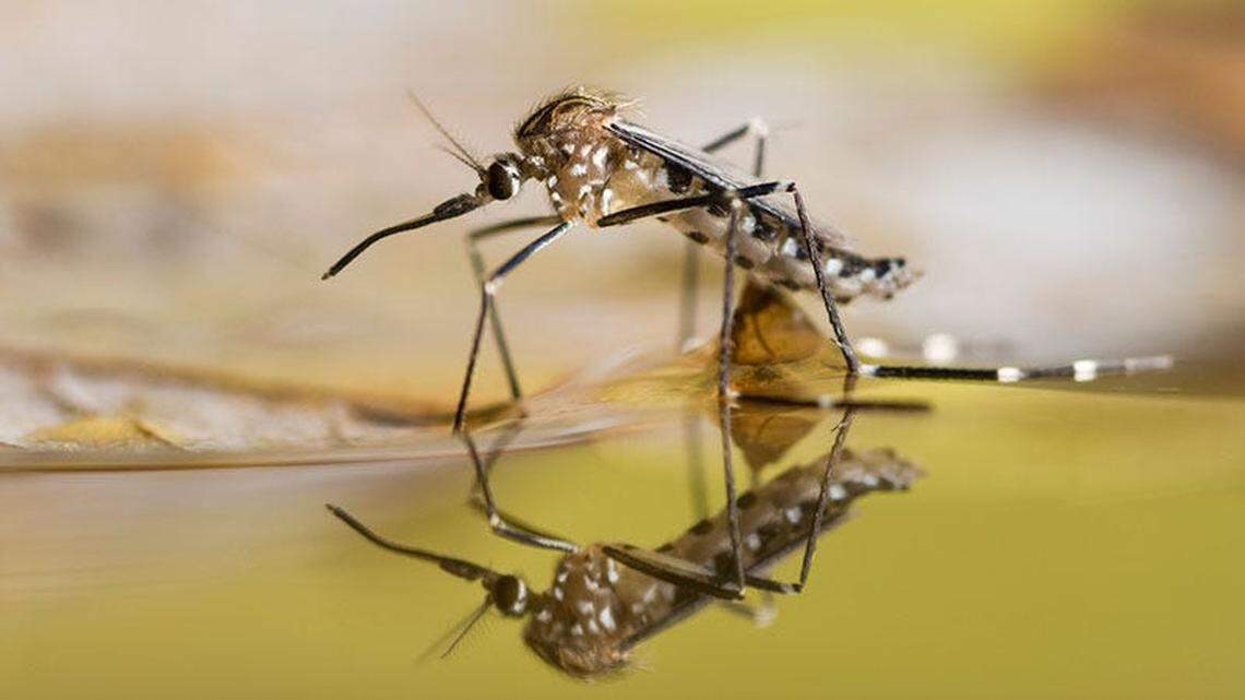 A Tablespoon of Water Is All It Takes: Why Mosquitoes Are Taking Over Your Garden