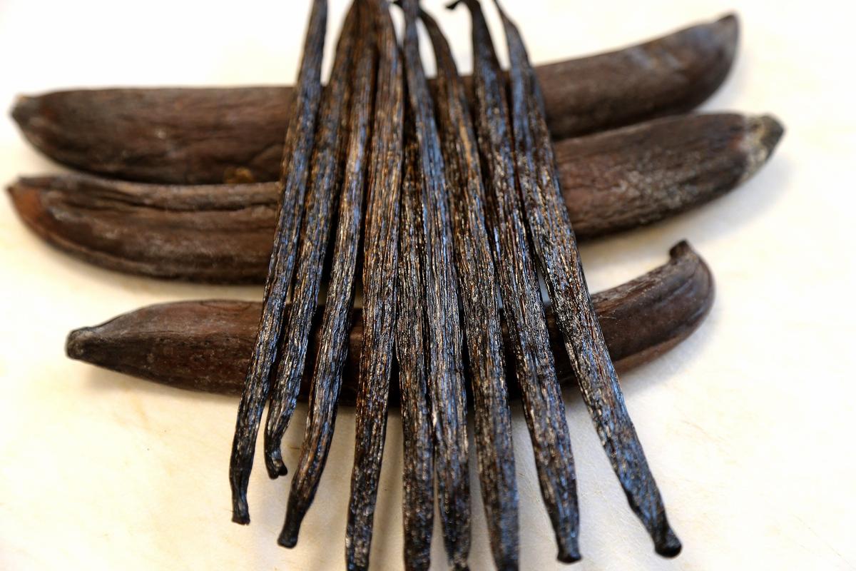 Samples of cured Vanilla tahitensis from Ecuador (on top) and Vanilla pompona, grown in South Florida, part of a study at the University of Florida's Tropical Research and Education Center in Homestead on Thursday December 19, 2019.