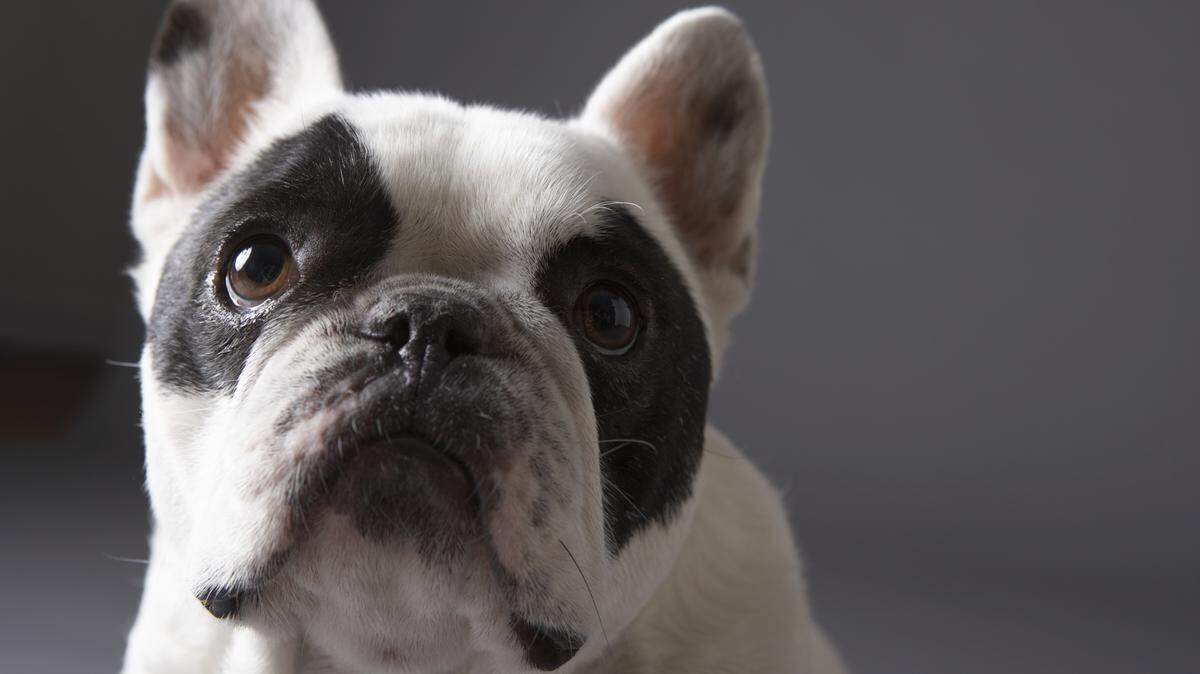 French bulldogs are often targeted by thieves due to their popularity. The one shown above is not the dog that was stolen from its owner in Miramar.