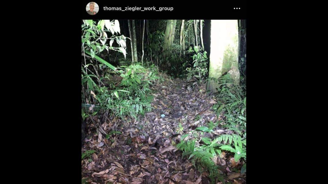 Researchers found a tiny new species hidden beneath rotten leaves in a Vietnamese karst forest, according to a new study.