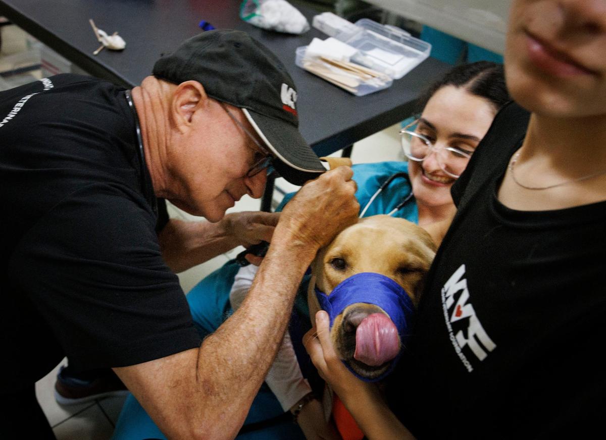 Dr Bradley Richter, left, MVF board member and veterinarian at Coral Gables Animal Hospital, does a check up on dog Finn while Sandra Garcia, MDC vet tech student, holds him during the Miami Veterinary Foundation free clinic on Sunday, Sept. 15, 2024, at Camillus House in Miami. The Miami Veterinary Foundation holds a free pet clinic once a month for low-income Miami-Dade residents to get their pets vaccinated and get a check-up.
