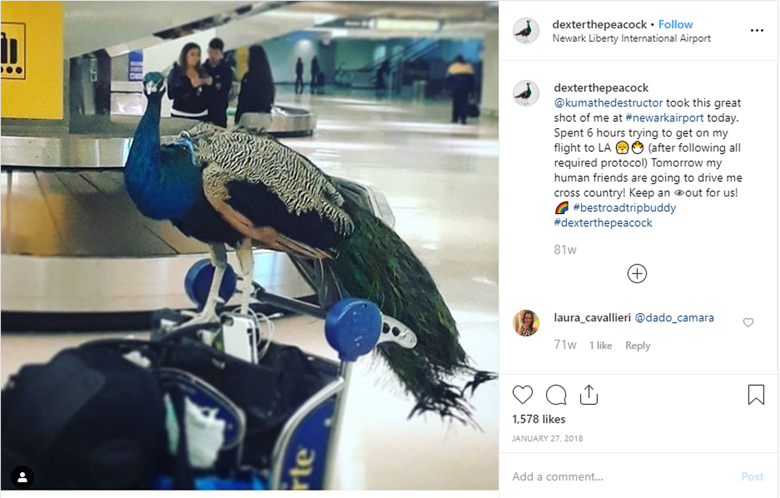 A woman flying from New Jersey’s Newark Liberty International Airport on January 28, 2017 had her request to bring her emotional support peacock, Dexter, on board declined by United Airlines.