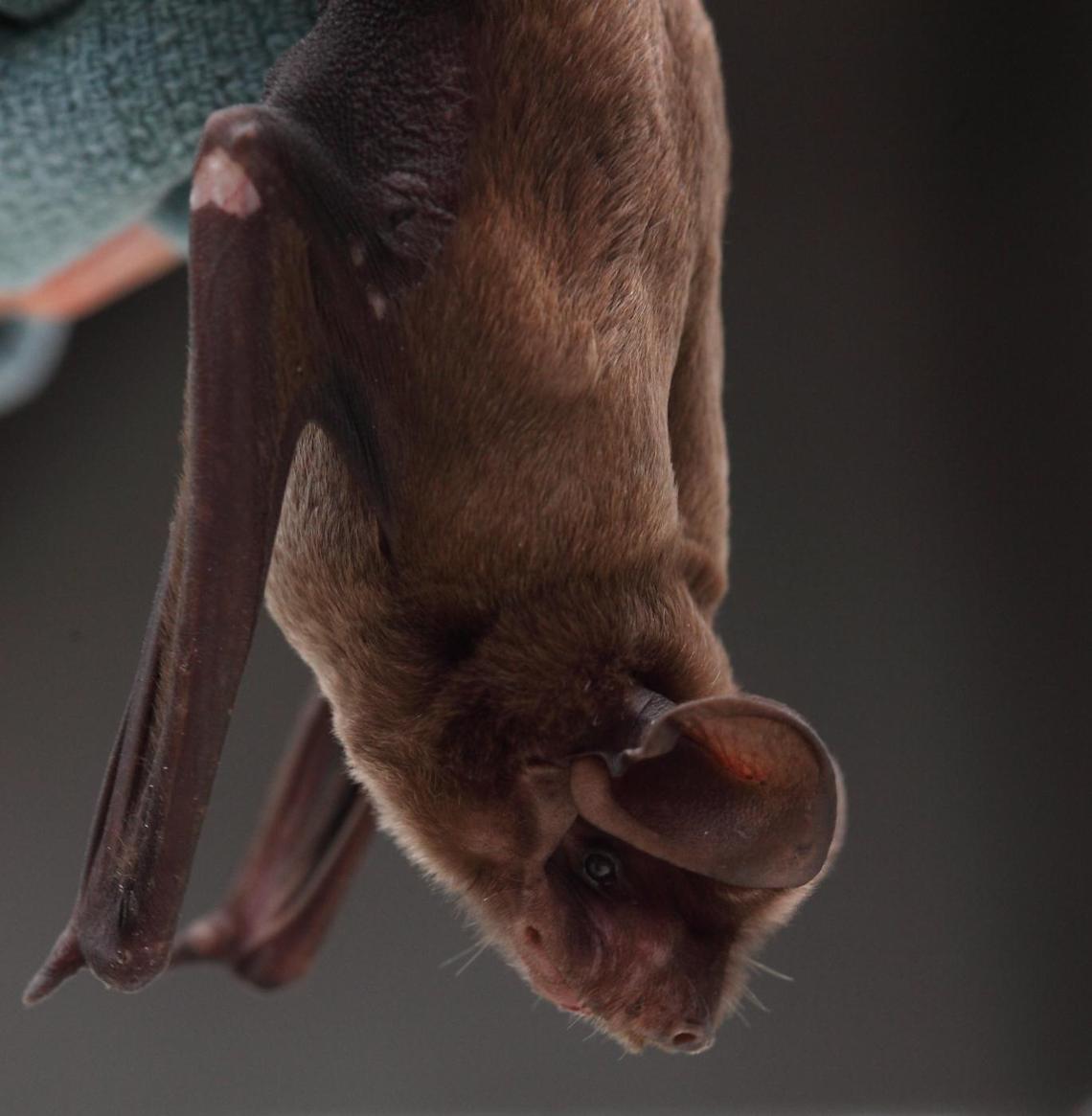 Fewer than 1,000 bonneted bats exist in South Florida, where they’ve been displaced by development. They fly fast and love open spaces.