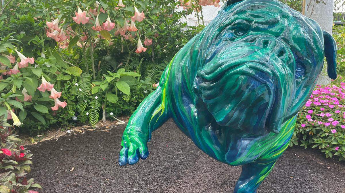 This bulldog sculpture has the right attitude about angel’s trumpet, the plants shown in the top left of this photo. They are toxic to dogs and cats if ingested. The City of Miami says they will be removed from Dogs & Cats Walkway and Sculpture Gardens at Maurice A. Ferré Park, 1075 Biscayne Blvd., Miami.