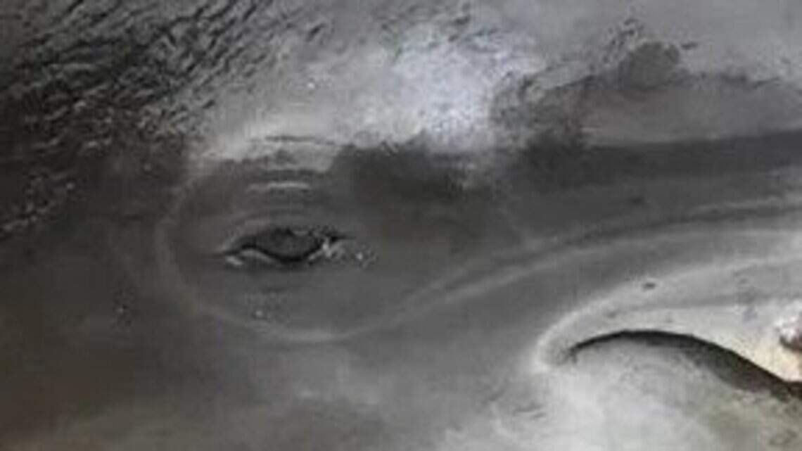 Don’t look away. Look for the monster who killed this dolphin and make him pay | Opinion