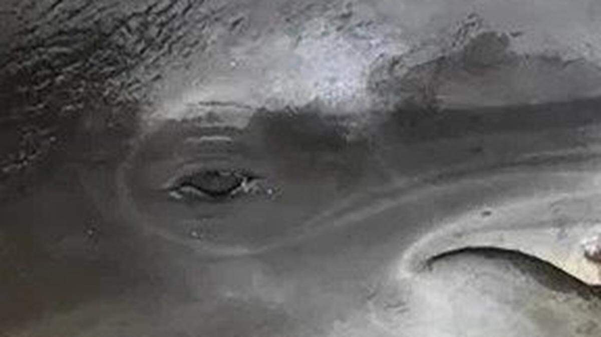 Biologists are working to determine whether this dolphin, found near Naples, was killed by a bullet or a spear-like object.