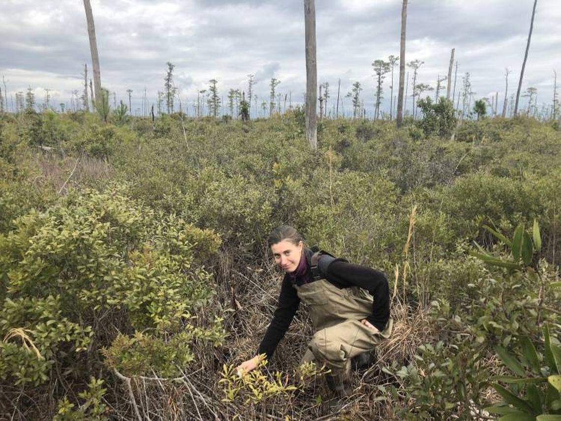 Emily Ury measures soil salinity in a ghost forest.
