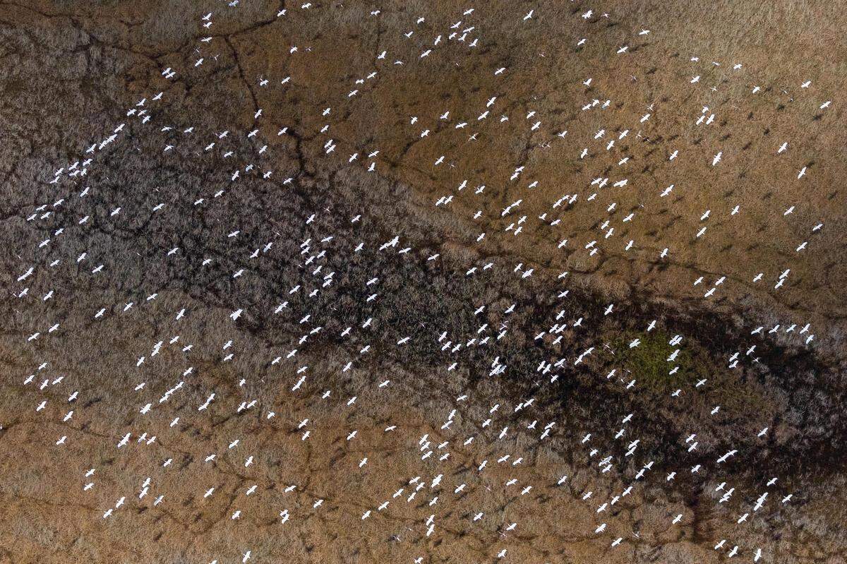 Last year’s wet season created good conditions for wading birds to nest now that the dry months are helping keep food concentrated in small pools in the Everglades.
