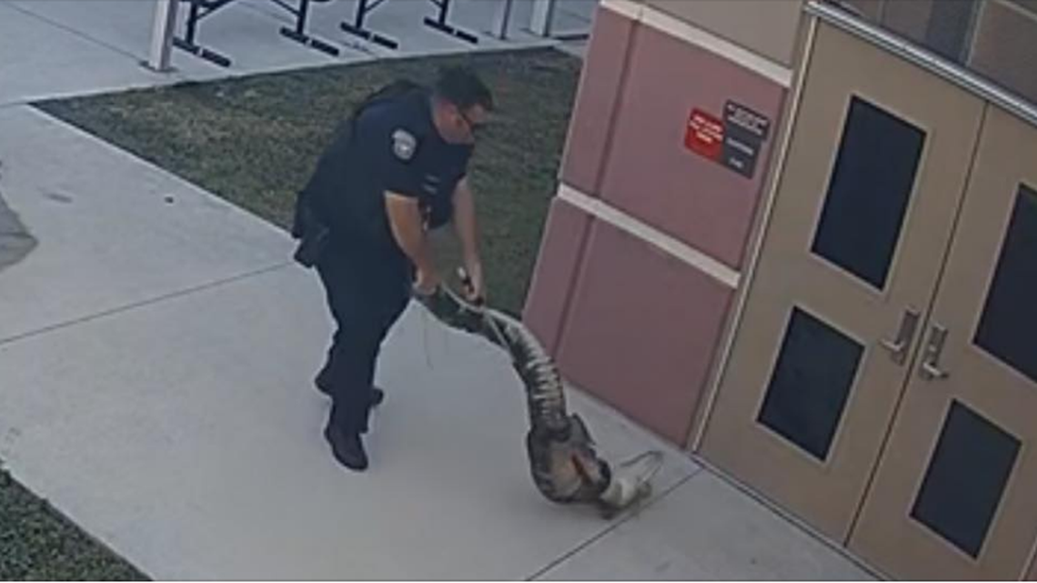 A 6-foot alligator in search of an easy meal was found sitting outside the cafeteria door of Florida elementary school, forcing the police to trap it.