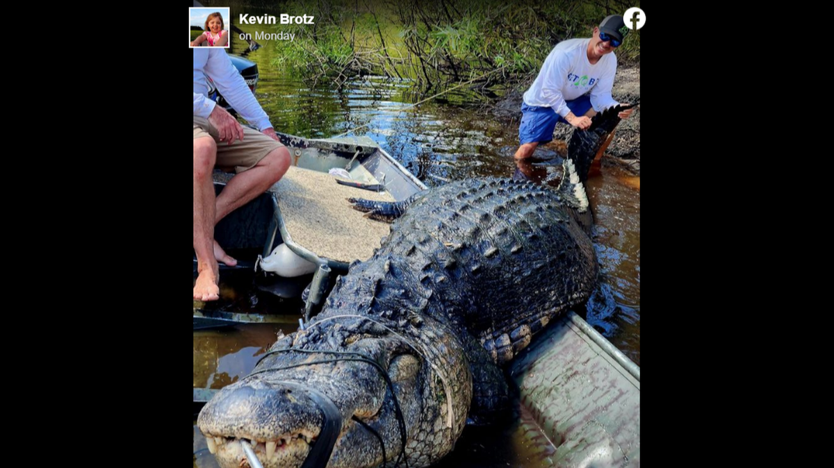 Florida hunting guide Kevin Brotz has gotten national attention for a wild alligator hunt that ended with him and two other men paddling to shore with a 13-foot, 920-pound alligator in their jon boat.