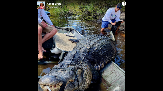 Florida hunting guide Kevin Brotz has gotten national attention for a wild alligator hunt that ended with him and two other men paddling to shore with a 13-foot, 920-pound alligator in their jon boat.