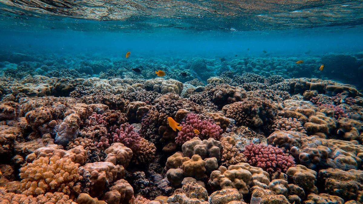 On the coral reefs in the South China Sea, a tiny creature hides among the hard pieces.