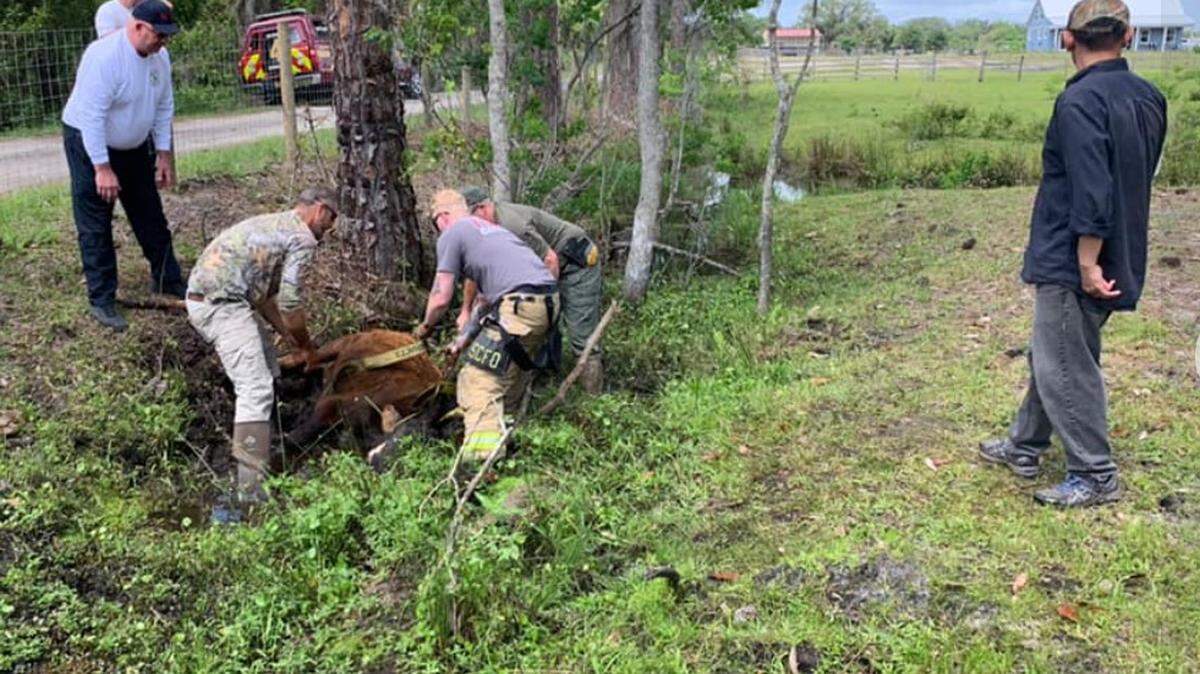 Cow stuck in mud in Geneva, Florida/Seminole County Sheriff’s Office