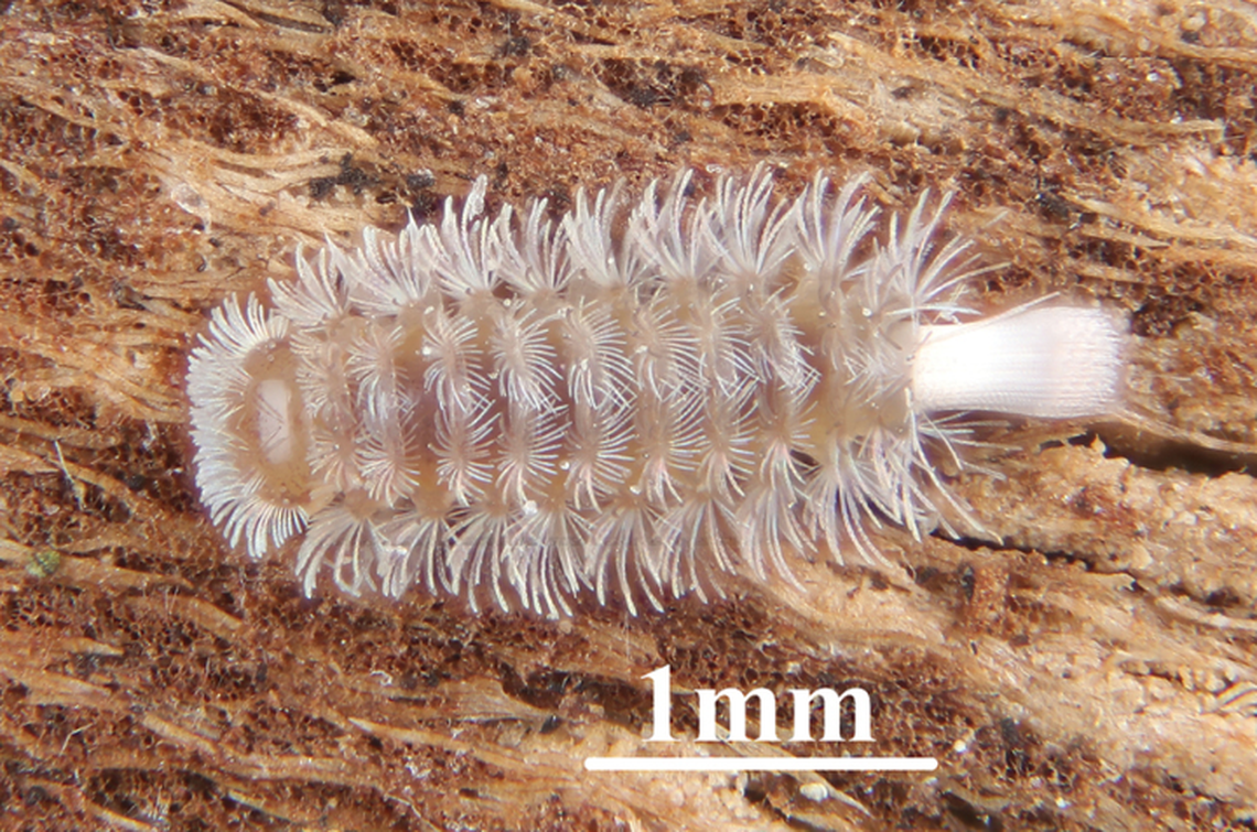 The millipede is covered with tufts of hair-like structures.