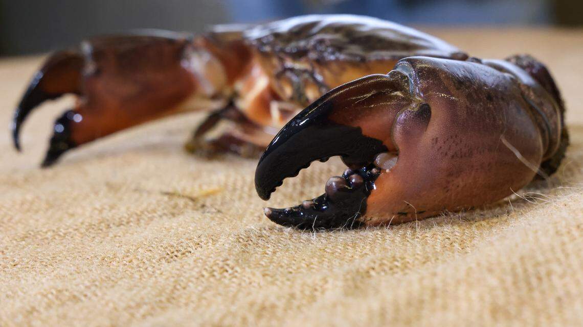 This stone crab surprised crabbers in Chesapeake Bay when it turned up in one of their blue crab traps recently. It is one of the first stone crabs ever documented inside the Chesapeake.