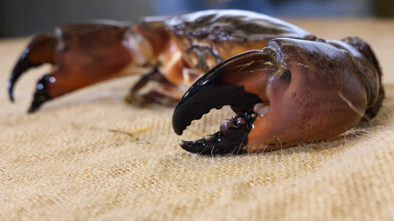 Warm seas help stone crabs reach the Chesapeake. What does that mean for Florida crabs?