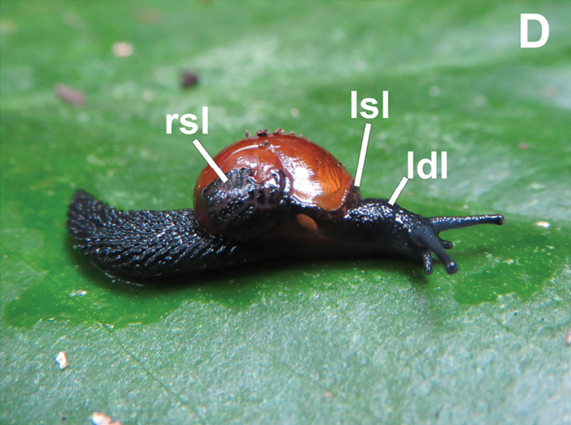 Cryptosemelus niger as seen on a leaf.