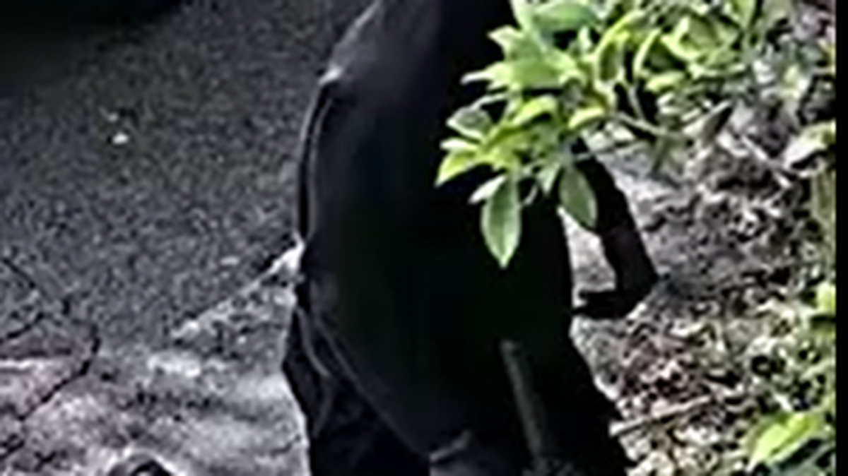 A masked man is seen running while holding a semiautomatic rifle in front of a Pompano Beach house Saturday, Oct. 4, 2025.