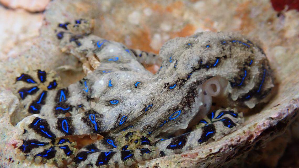 Blue-lined octopus venom is for enemies and lovers, researchers said.