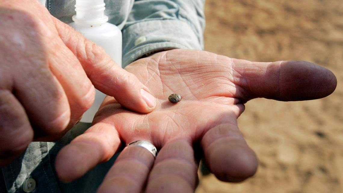 Tick rider Jack Gilpin examines ticks during a cattle inspection near Laredo, Texas, Tuesday, April 8, 2008.