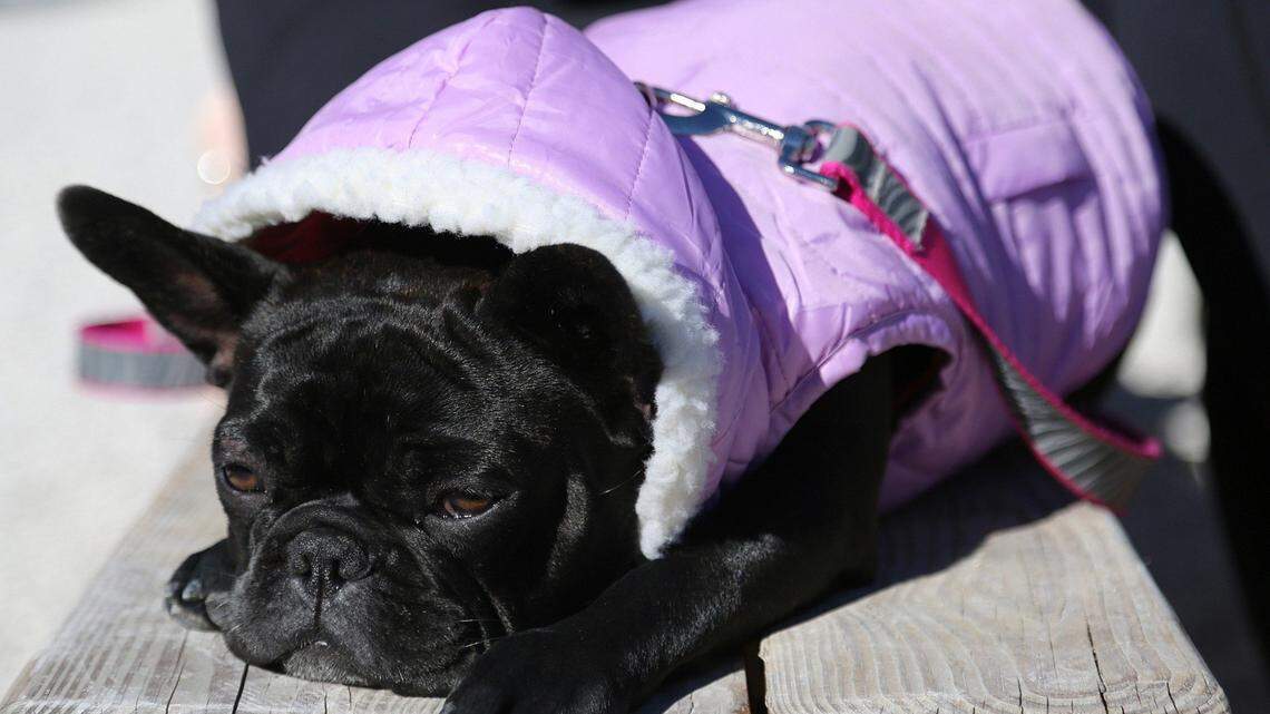 In this December 2017 file photo, the French bulldog, “Ms. Tata” wears her cold weather gear as tourists and locals gathered in Wynwood Yard in Miami, Florida.