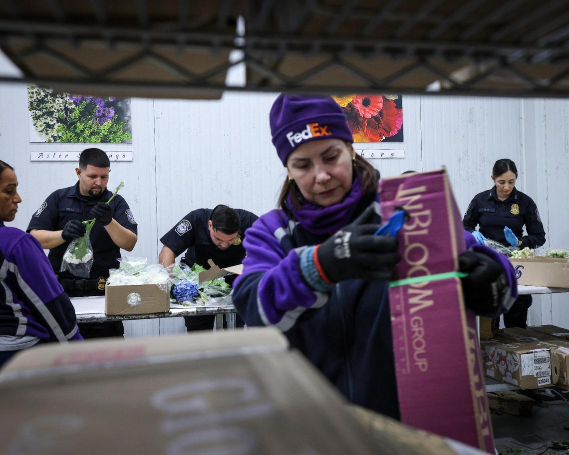 Inside the inspection area U.S. Customs officers work alongside FedEX workers as the agricultural specialists inspects thousands of flowers from Colombia and Ecuador arrived at the FedEx Cargo Hub at Miami International Airport, as local florists and distributors prepare for Valentine’s Day on February 12, 2025. Notably, only 2% of the shipments are inspected by U.S. Customs Agricultural Specialists in order to ensure pest management and the quality of floral and plant shipments.