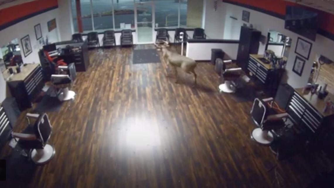 A screen shot of the security footage that shows a deer crashing into a Pennsylvania barbershop on Oct. 21.