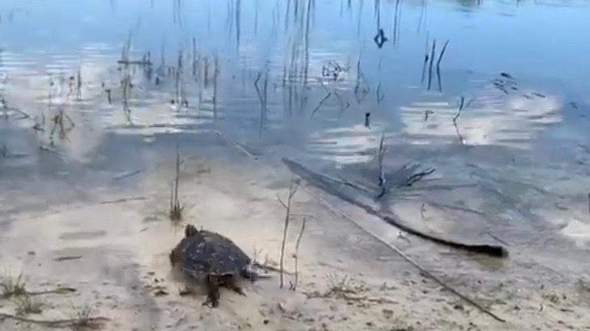 On Thursday, the Pelican Harbor Seabird Station released a healthy peninsula cooter after it was discovered chained to another turtle in late November.
