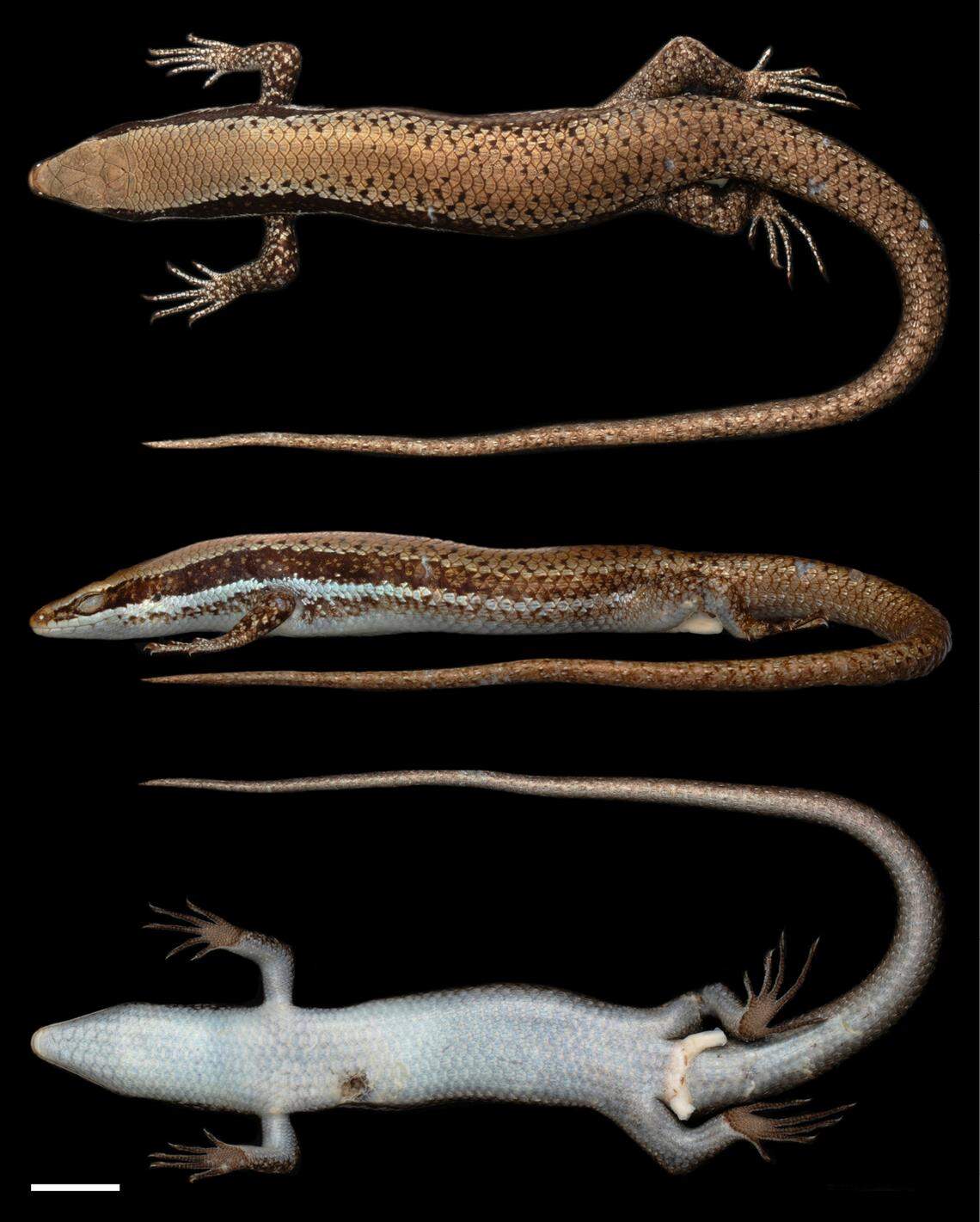 While the top of the skink is a metallic color, the bottom of the animal is blue, researchers said.